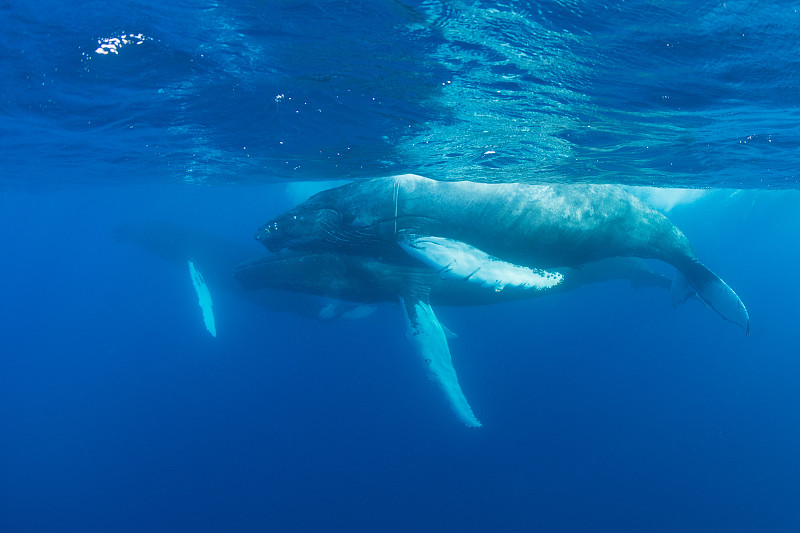 座头鲸,加勒比海,水,水平画幅,柯德角,智慧,大西洋,巨大的,水下,野外动物