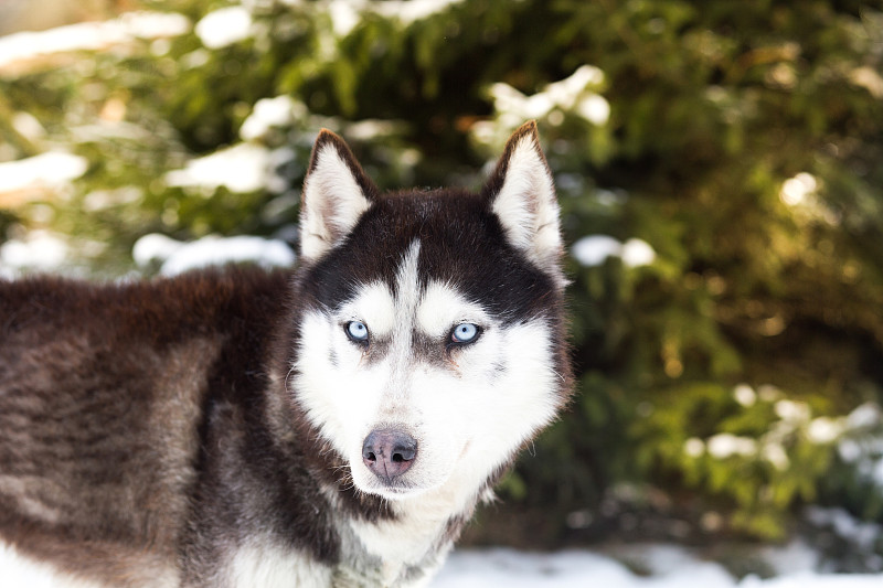 冬天,蓝色,西伯利亚哈士奇犬,美,水平画幅,雪,动物身体部位,户外,特写,阿拉斯加雪橇犬