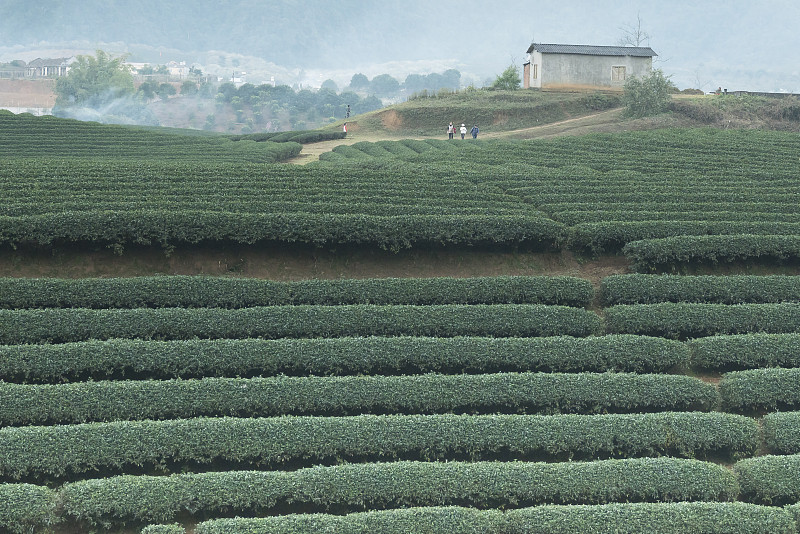 茶树,越南,农场,山罗省,水平画幅,山,夏天,户外,马来西亚,田地