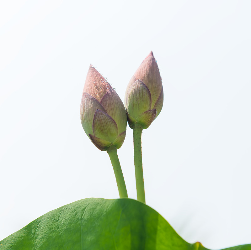 荷花,植物园,睡莲,花头,花瓣,花朵,池塘,植物茎,纯净,湿