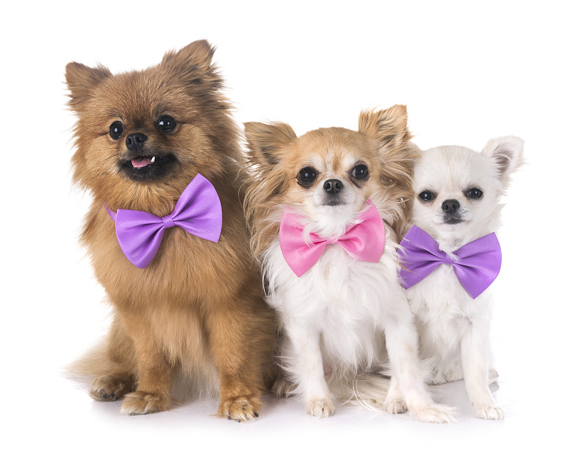 博美犬,斯皮茨狗,褐色,水平画幅,小的,可爱的,无人,白色背景,宠物服装