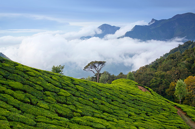 喀拉拉邦,南,茶树,印度,西高止山脉,慕那尔,茶树油,拉茶,国内著名景点,种植园