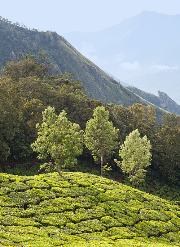 喀拉拉邦,南,茶树,印度,西高止山脉,慕那尔,茶树油,拉茶,国内著名景点,栽培植物
