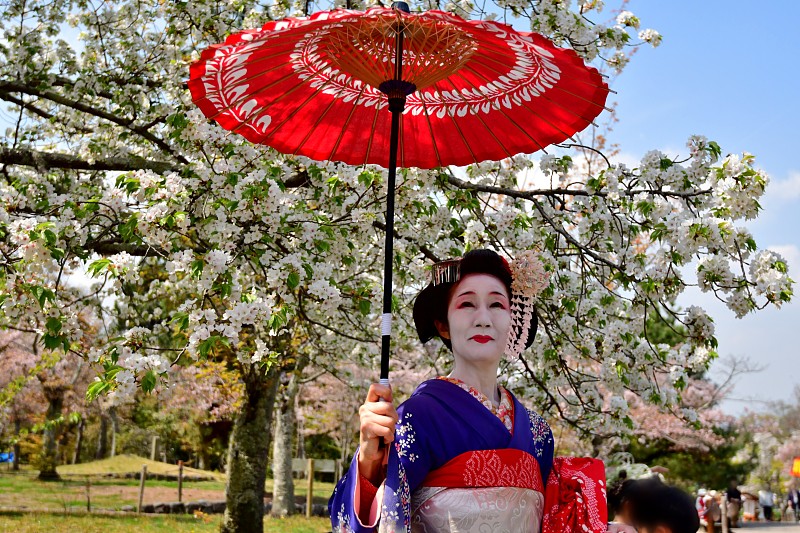 Japanese,Woman,in,Miako’,s,Costume,Standing,under,Cherry,Blossom,,Kyoto