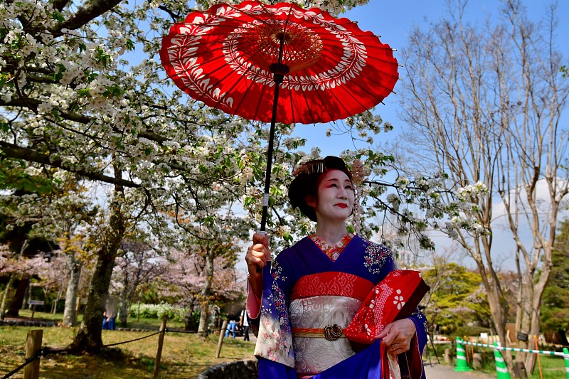 Japanese,Woman,in,Miako’,s,Costume,Standing,under,Cherry,Blossom,,Kyoto