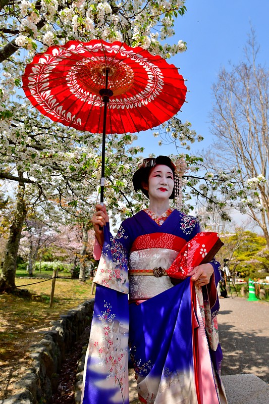 Japanese,Woman,in,Miako’,s,Costume,Standing,under,Cherry,Blossom,,Kyoto