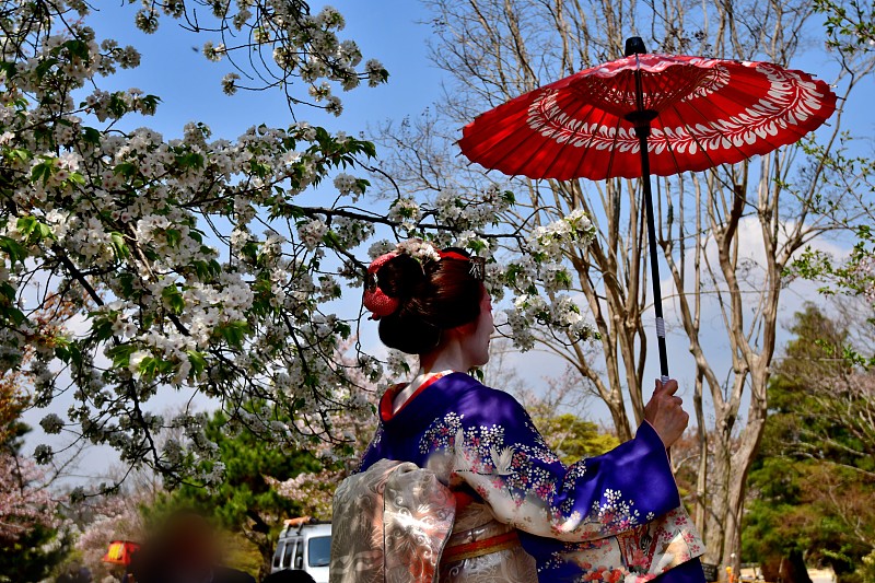 Japanese,Woman,in,Miako’,s,Costume,Standing,under,Cherry,Blossom,,Kyoto