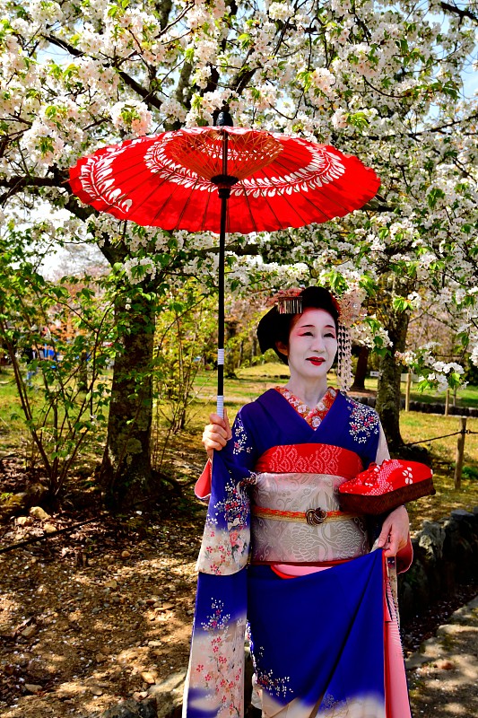 Japanese,Woman,in,Miako’,s,Costume,Standing,under,Cherry,Blossom,,Kyoto