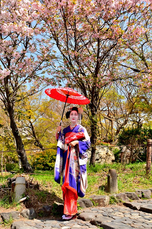 Japanese,Woman,in,Miako’,s,Costume,Standing,under,Cherry,Blossom,,Kyoto