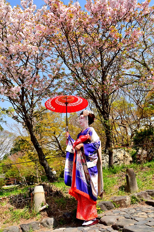 Japanese,Woman,in,Miako’,s,Costume,Standing,under,Cherry,Blossom,,Kyoto