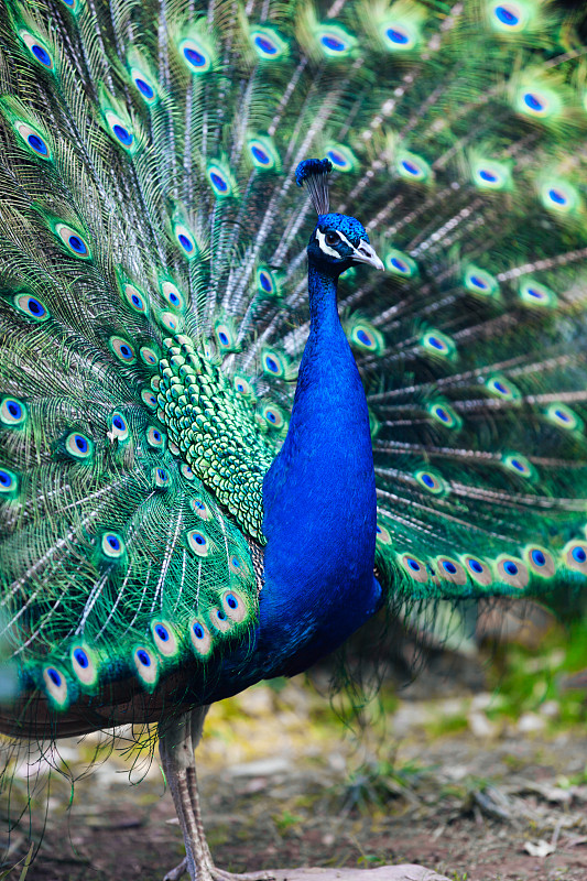 孔雀,蓝色,垂直画幅,热带鸟,虚荣,无人,侧面像,鸟类,动物习性,动物身体部位