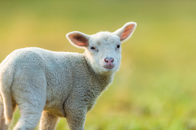 早晨,羊羔,可爱的,幼小动物,春天,牧场,留白,新的,水平画幅,无人