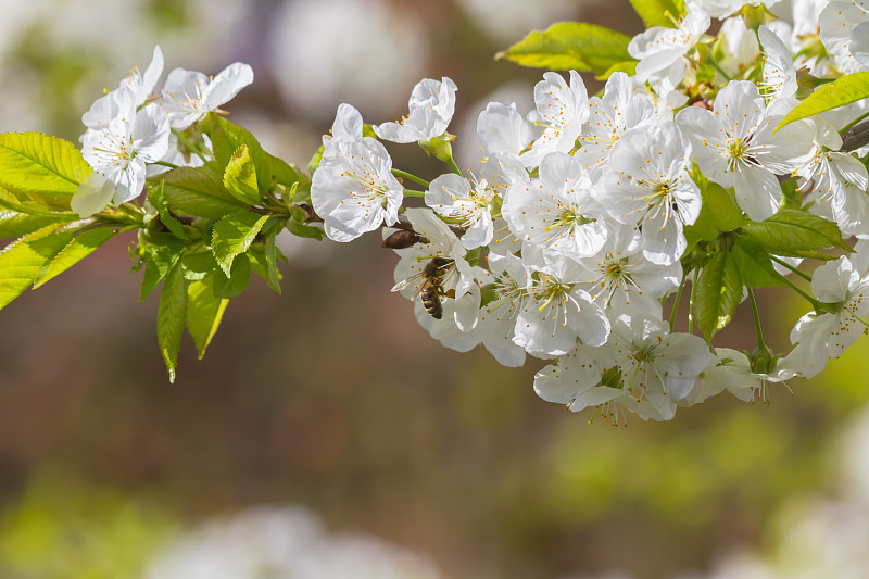 Bienen,und,Kirschblüten