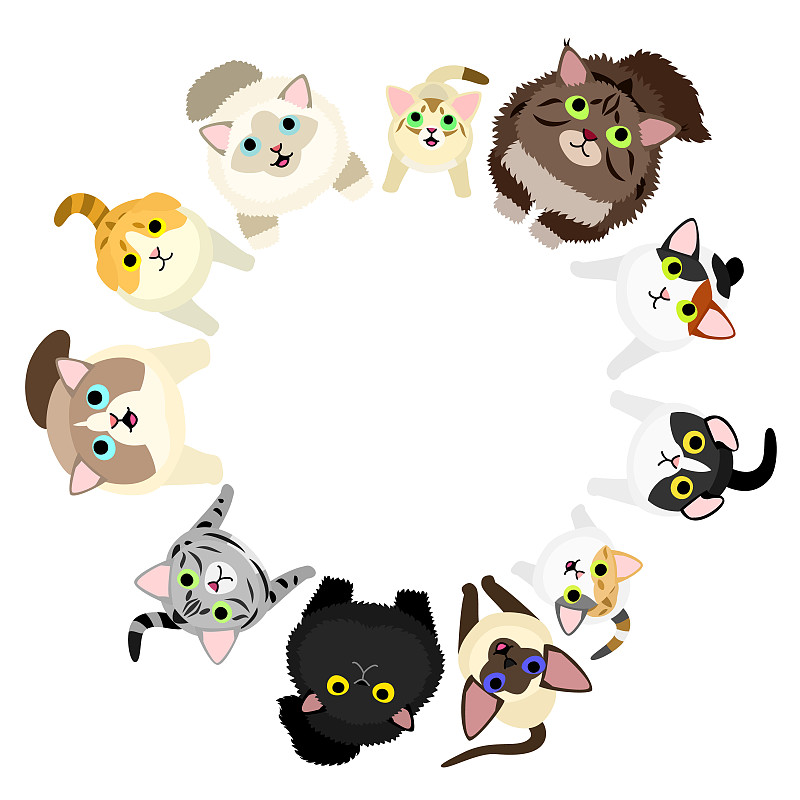 猫,圆形,向上看,正面视角,留白,边框,曼彻堪猫,新加坡,绘画插图,爪子