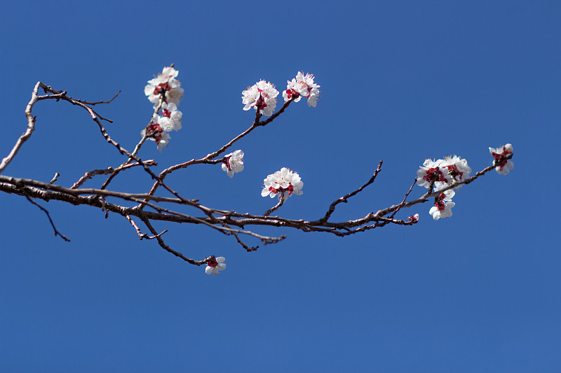 天空,蓝色,春天,花朵,美,水平画幅,樱花,樱桃,无人