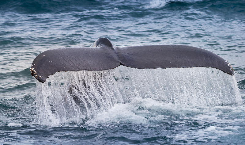 尾巴,鲸,海洋生命,野生动物,加利福尼亚,哺乳纲,动物,座头鲸,动物鳍,鲸类