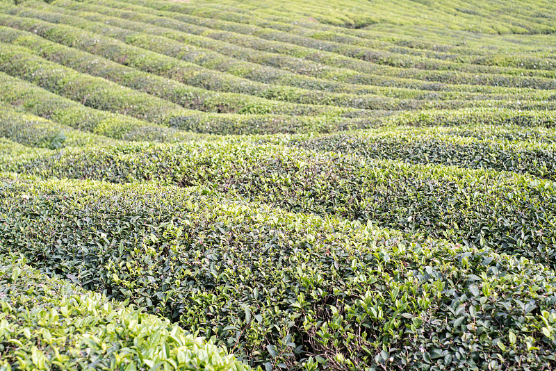 茶树,农场,自然,成一排,水平画幅,地形,山,无人,早晨,户外