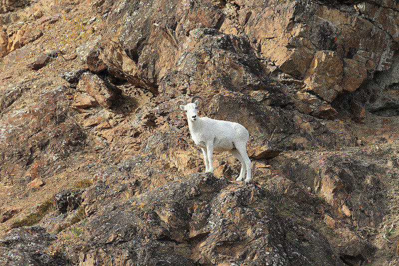 野大白羊,美国,阿拉斯加,母羊,美,水平画幅,大角羊,苔藓,巨大的,动物身体部位