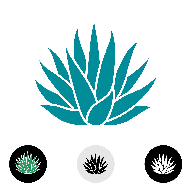 龙舌兰属植物,矢量,蓝色,形状,无人,绘画插图,符号,室内植物,俄罗斯,植物