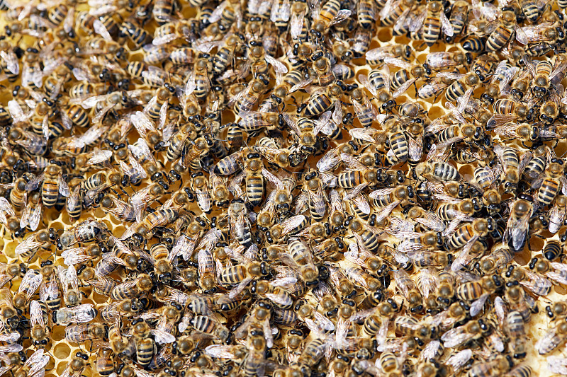 蜜蜂,背景,留白,水平画幅,黄蜂巢,特写,俄罗斯,蜡,花粉,蜂窝