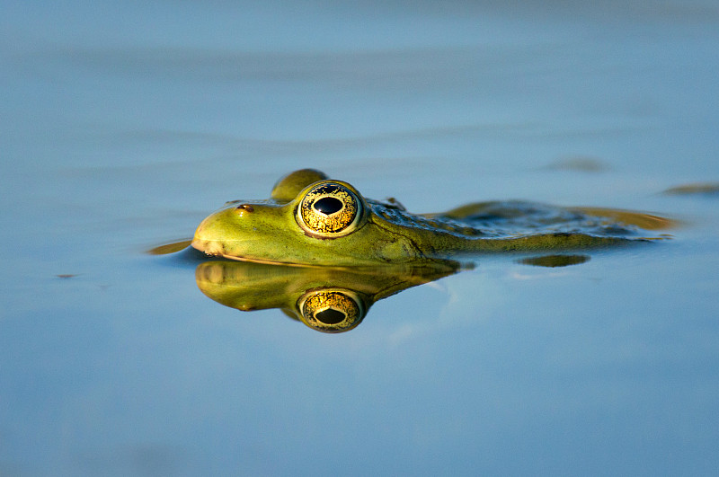绿色,青蛙,沼泽,自然美,轻的,水,水平画幅,克里米亚,无人,脸颊