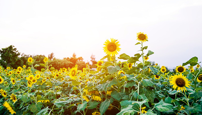 天空,向日葵,背景,田地,在下面,留白,枝繁叶茂,夏天,明亮,common,sunflower