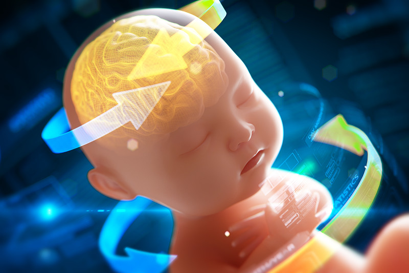 神经系统,绘画插图,三维图形,胎儿,婴儿,x光,脑部,里面,边框,水平画幅