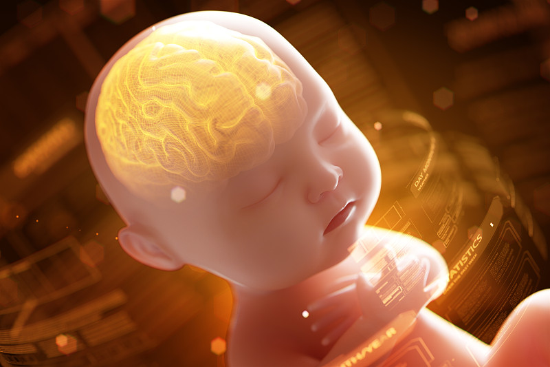 神经系统,绘画插图,三维图形,胎儿,婴儿,x光,脑部,里面,边框,水平画幅
