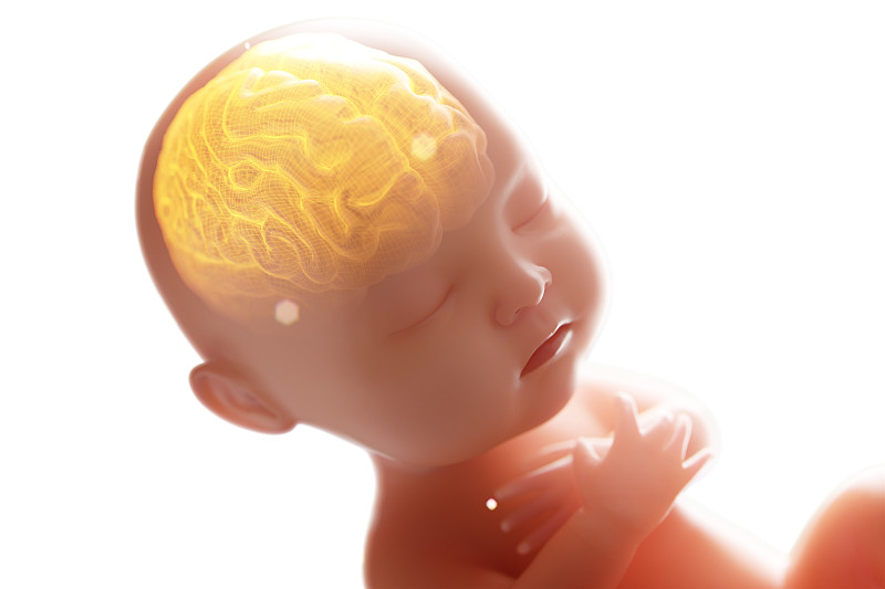 神经系统,绘画插图,三维图形,胎儿,婴儿,脑部,x光,里面,边框,水平画幅