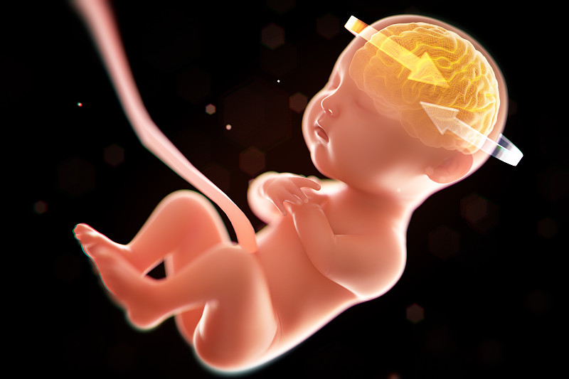 神经系统,绘画插图,三维图形,胎儿,婴儿,脑部,x光,里面,边框,水平画幅