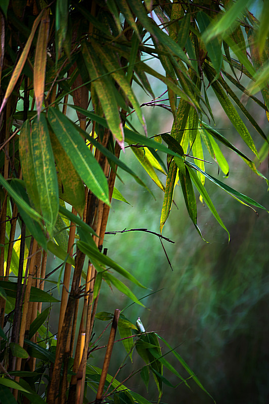 竹,枝,植物群,垂直画幅,禅宗,风,无人,热带雨林,夏天,户外