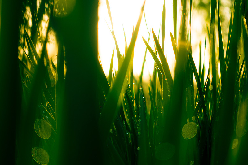 草,绿色,露水,早晨,水平画幅,无人,湿,草坪,夏天,户外