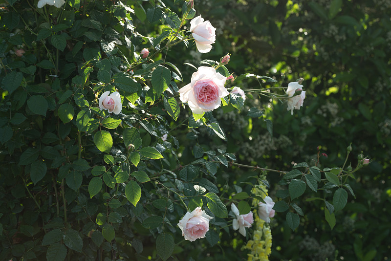 早晨,玫瑰,春天,日光,粉色,在下面,美,水平画幅,无人,户外