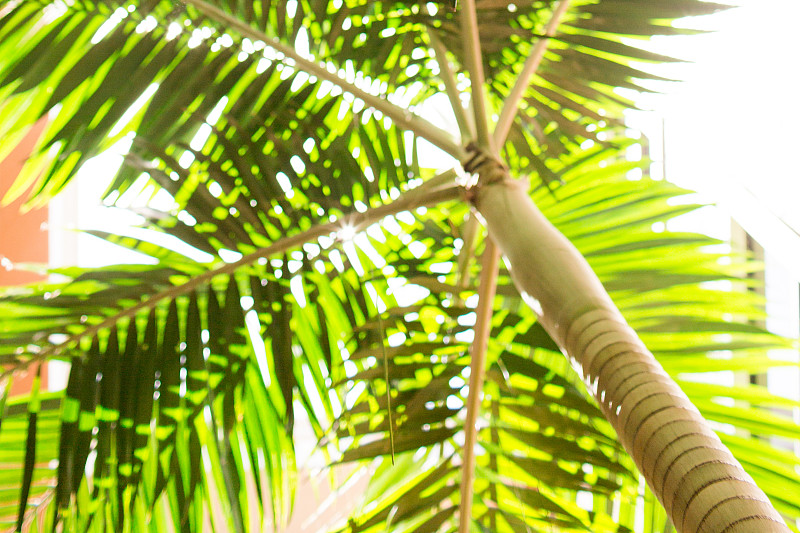 棕榈树,鸡尾酒,天空,风,枝繁叶茂,棕榈沙滩镇,夏天,光,明亮,海滩
