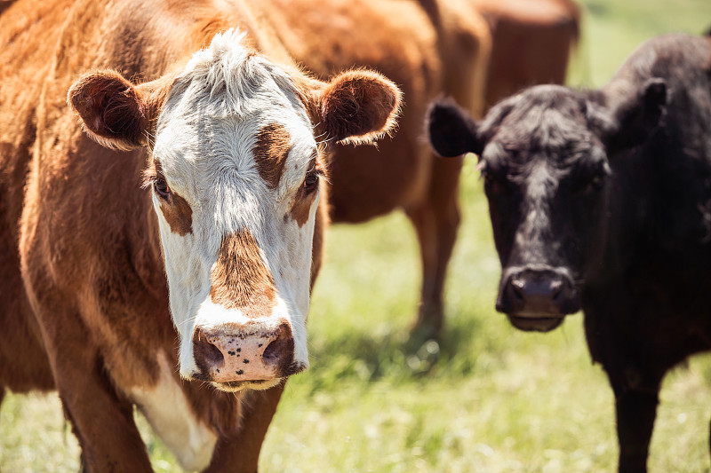 母牛,美国,水平画幅,家畜,无人,户外,特写,兽群,看,大农场