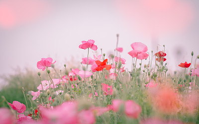 花簇