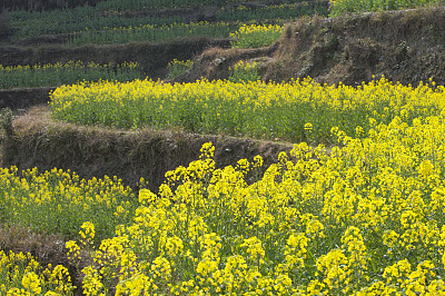 油菜花,江岭,婺源,江西省,中国