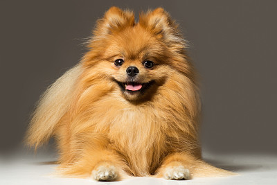 博美犬