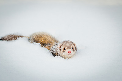 雪貂