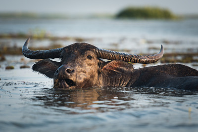 水牛