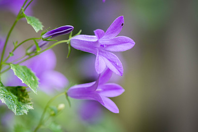 蓝铃花