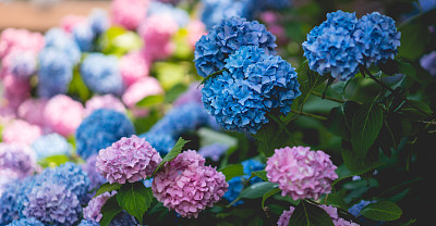 八仙花属