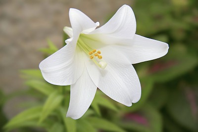 百合花