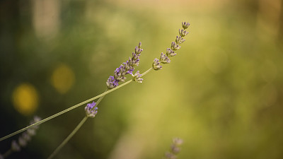 花蕾