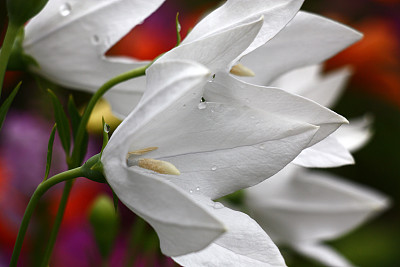 花蕾