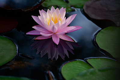 莲花