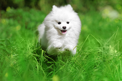 博美犬