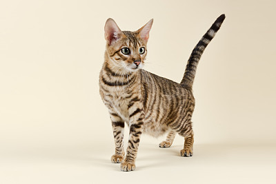 斑纹猫