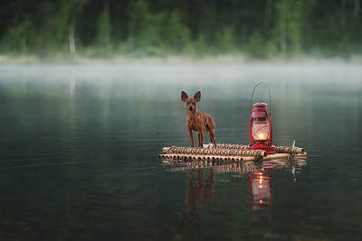 纯种犬
