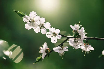 花簇